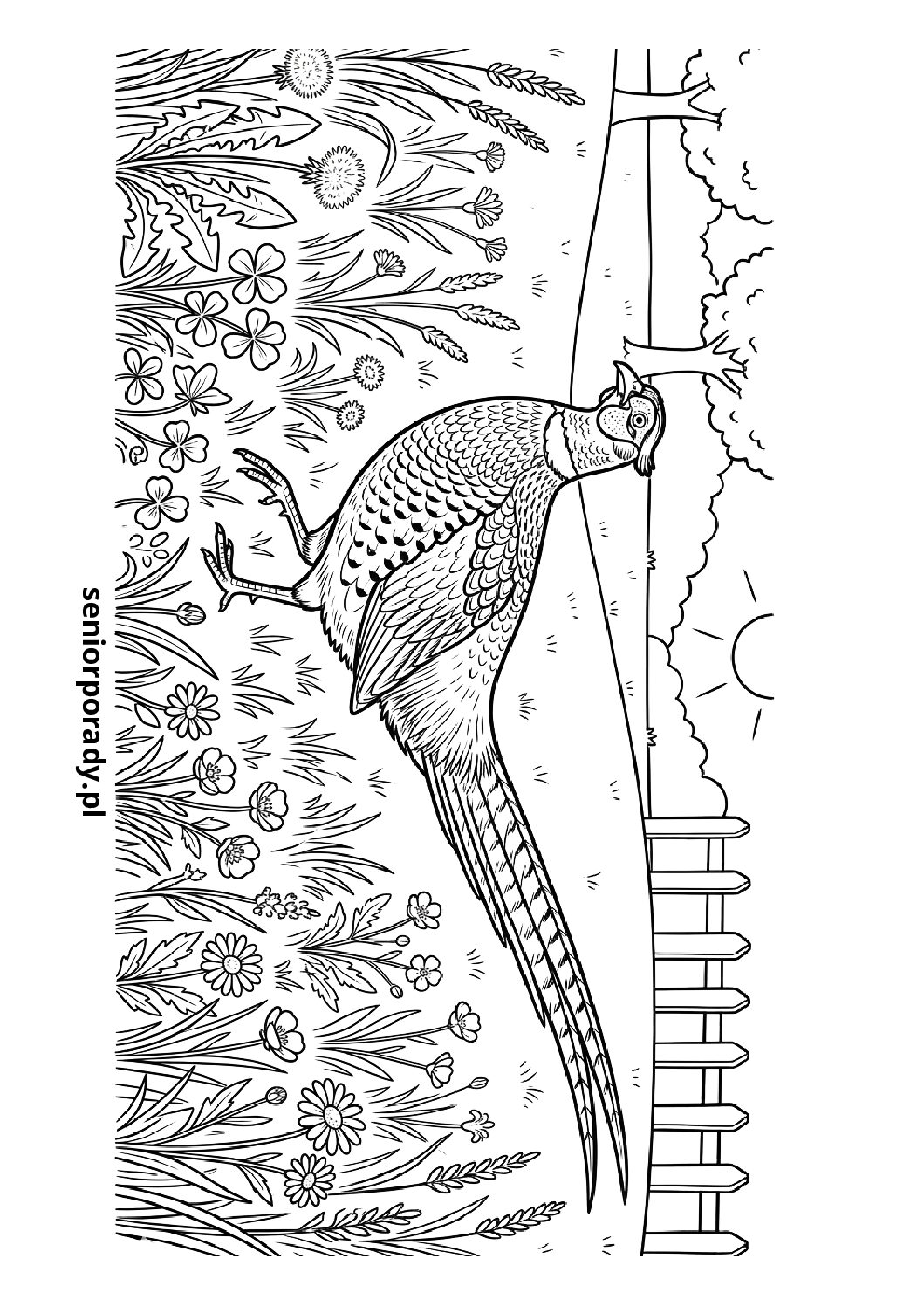 Darmowa kolorowanka do druku bażant na łące kwiaty słońce relaks dla dorosłych i dzieci pdf