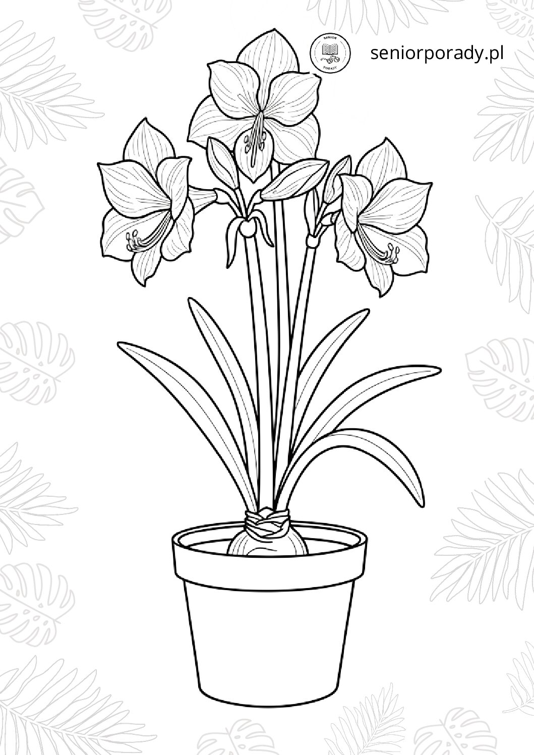 Kwitnąca zwartnica (hippeastrum) w doniczce, duży kielichowaty kwiat, często mylony z amarylisem – kolorowanka świąteczna.