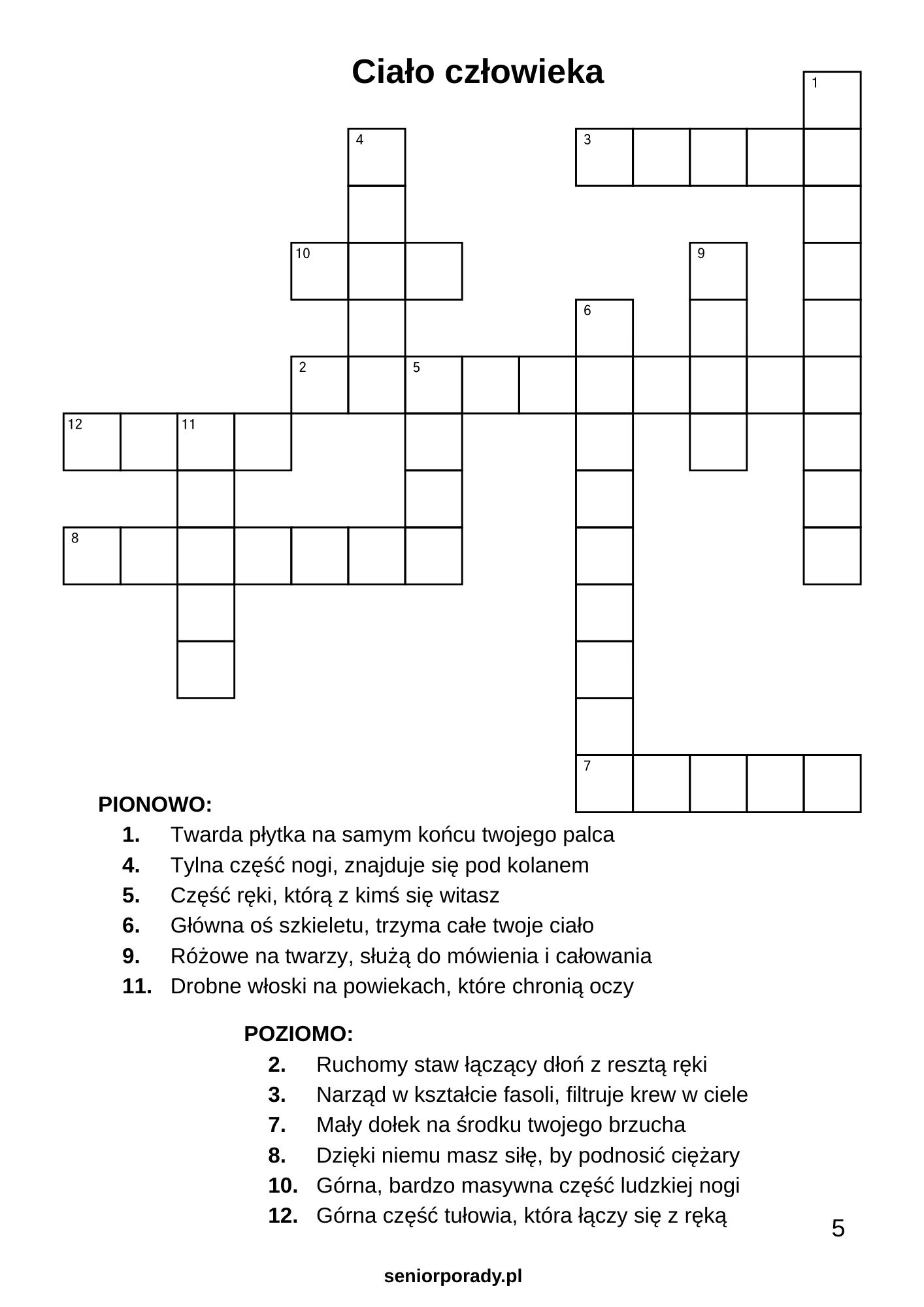 Wzór krzyżówki dla seniorów o tematyce anatomii i ciała człowieka do druku. Wyraźna, duża czcionka i czytelne hasła, które nie męczą wzroku.