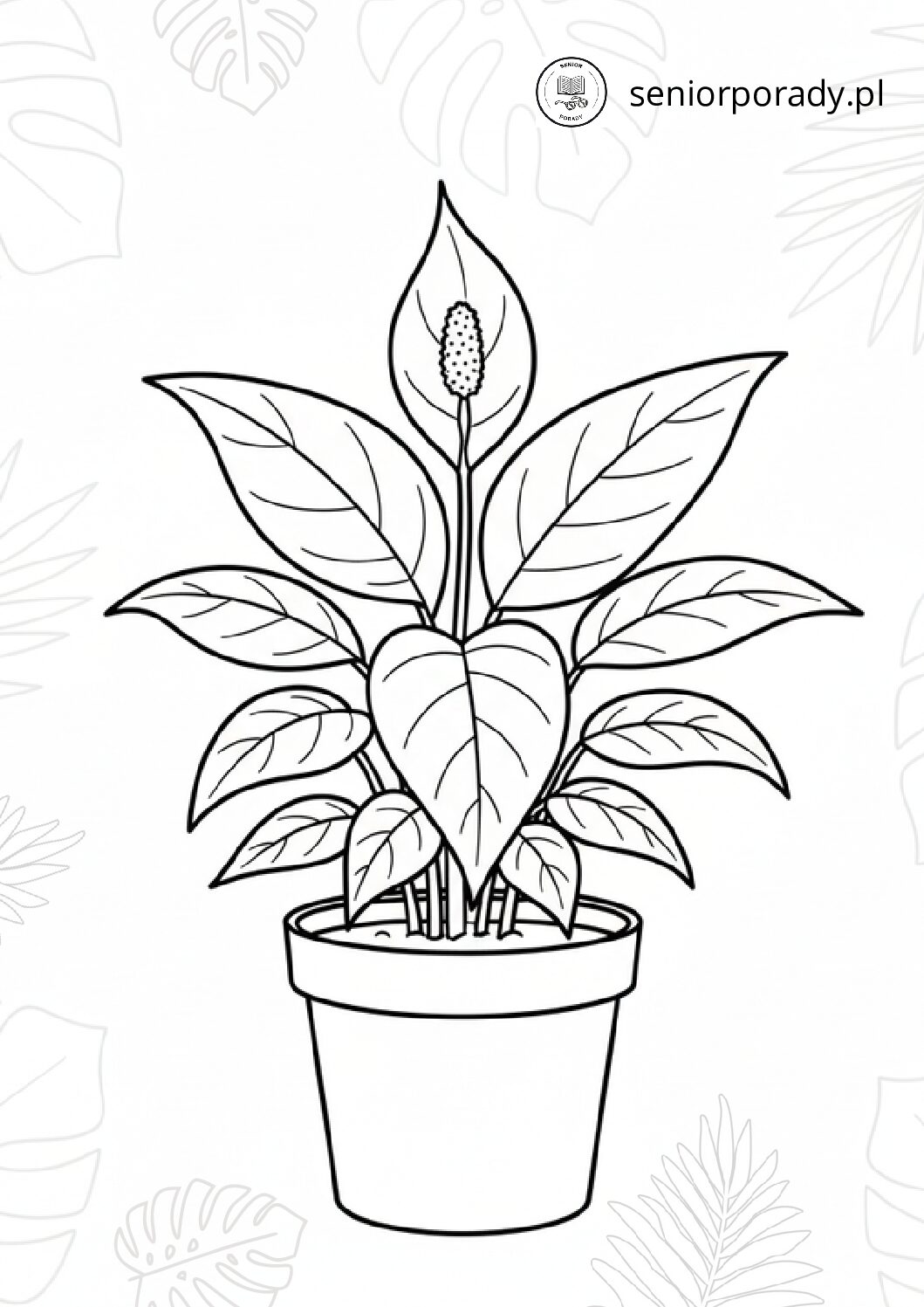 Skrzydłokwiat w doniczce - prosta kolorowanka z kwiatami domowymi